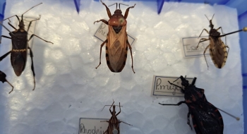 Saúde alerta sobre importância da prevenção à doença de Chagas